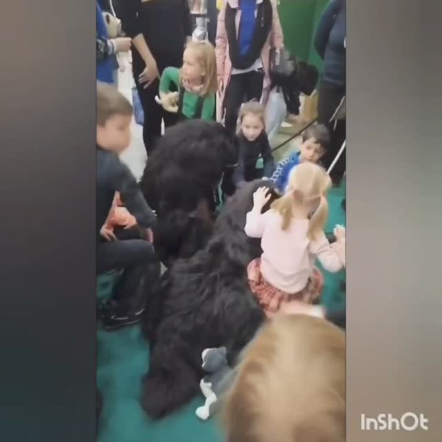 Представление породы Монгольский Банхар в Экспофоруме Санкт-Петербург