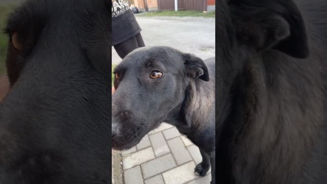 моя собака красавица