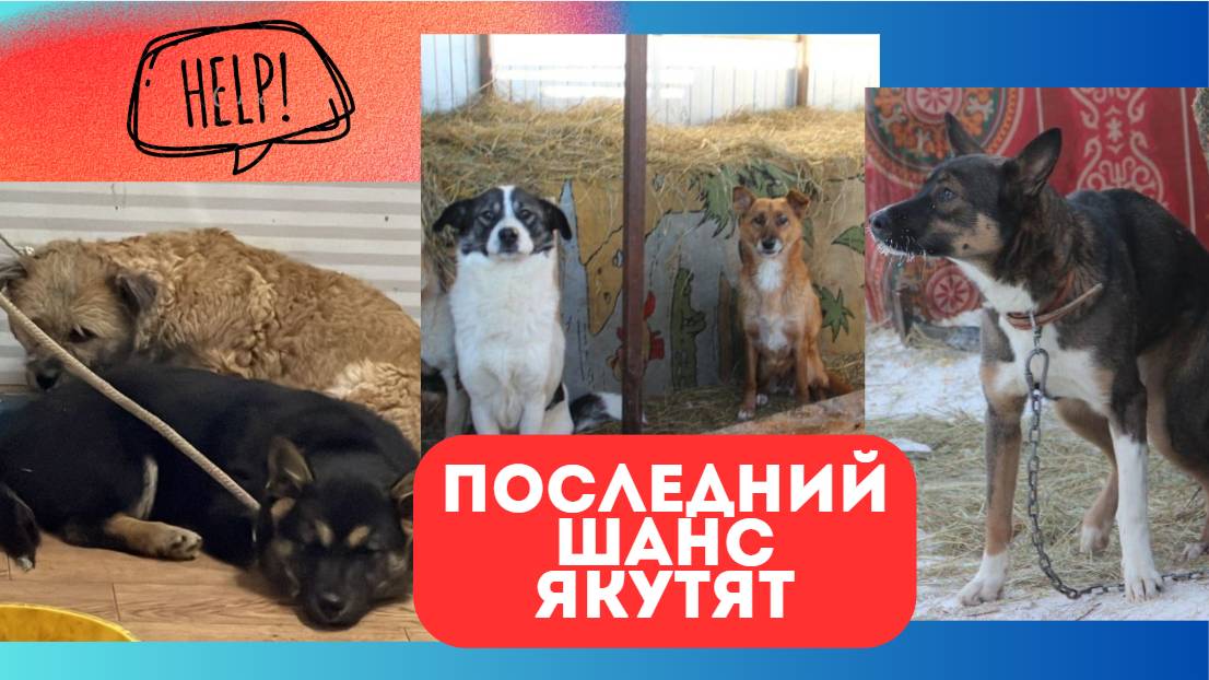 Последний шанс на спасение!