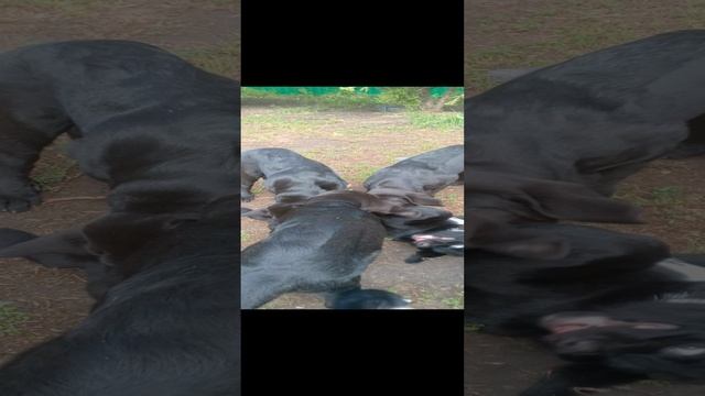 1000010678.mp4 Щенки испанского мастифа играют 4 месяца