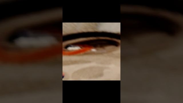 Евка пасик бегает по дому