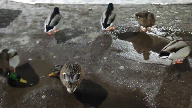 Нашествие уток 🦆