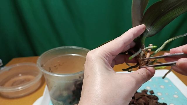 Детка на пеньке. Срочно достаю из грунта.