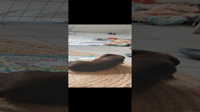 Сэм разгадывает сканворды