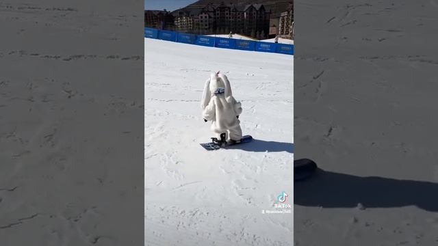 Дкти малачино