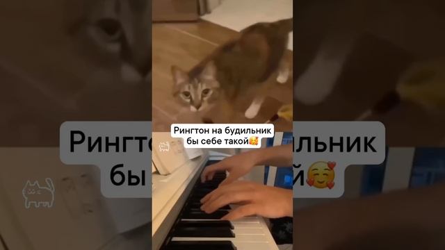 Мы в ВК https://vk.com/life_of_cats