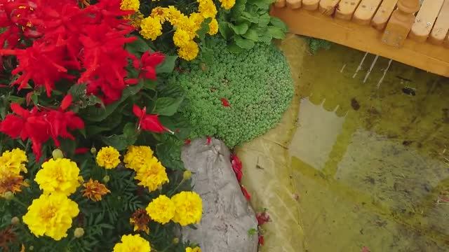 Цветы на 6 сотках 15 сентября 2019 год