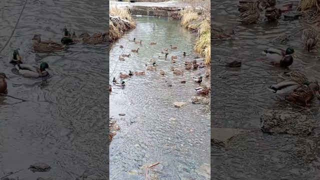 🦆МНОГО УТОК / Звуки природы