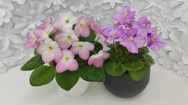 Фиалки Mac’s Pure Poetry и Shirl's Pip Squeak