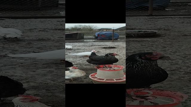 Хорошо в деревне жить🏠 курочки, петушки, утки, , кошечка Лапа! Есть одно НО☝😁