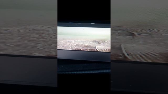 страшная щука напугала всю рыбу.