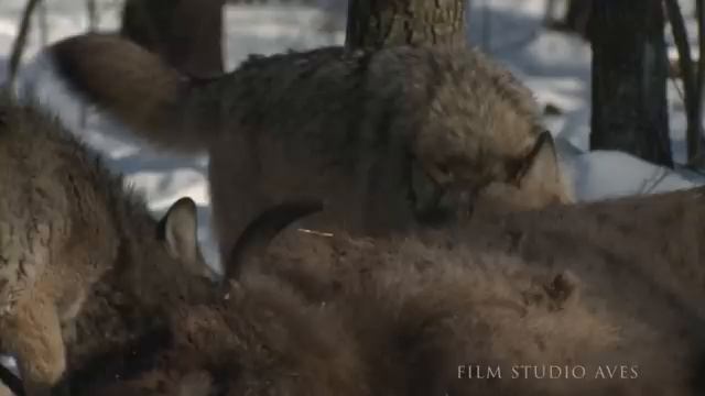 волки Чернобыля