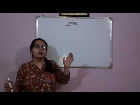 Nutrition In Amoeba