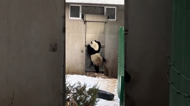 Сова открывай, медведь пришел!