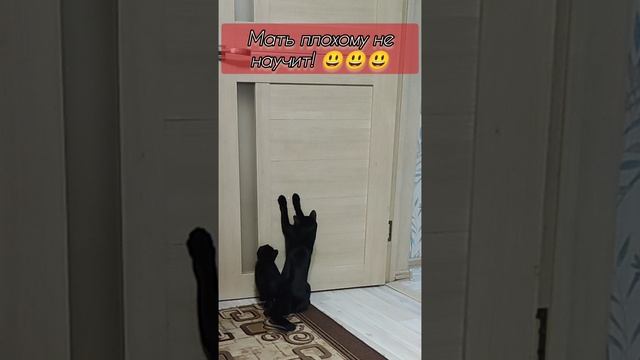 черный котёнок ищет новую семью ❤️