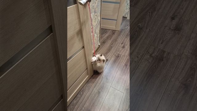 стешняшка #котенок #смешныекотики Pers Персик #кот #котиграет #котзажигает