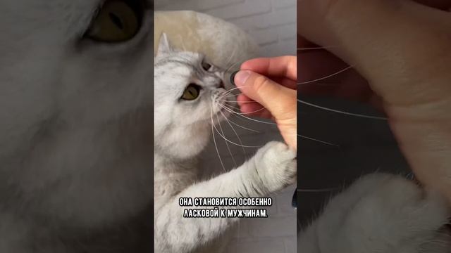 Правда ли, что коты больше любят женщин, а кошки - мужчин