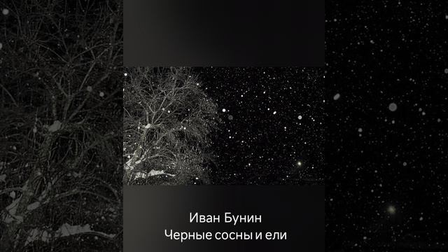 Иван Бунин "Черные сосны и ели"