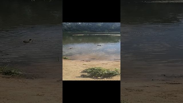 Утки.mp4