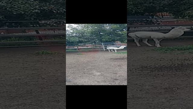 Откуда у директора зоопарка два новых свитера. 28.11.2024 #докторндн #пасхальвиварий #зоопарк #альпа