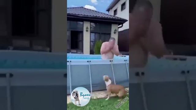 Смешные животные