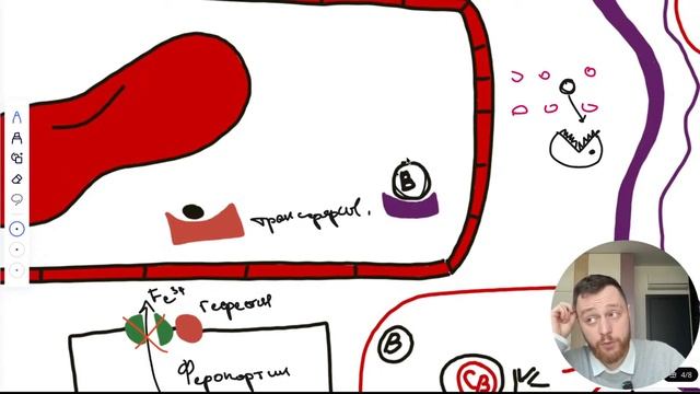 Наследие | Анемии. Гемоглобин. Билирубин. Часть 4