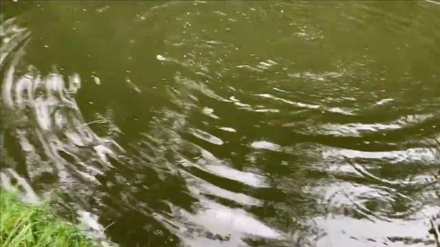 Рыбалка на своем пруду Поверочная.Осетровые и прочая форель