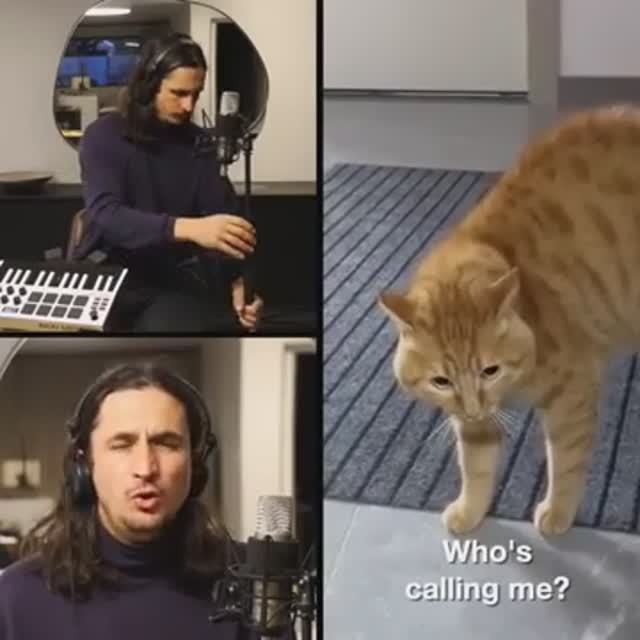 The Kiffness x Scary Cat - I Need Something (Singing Cat Song)