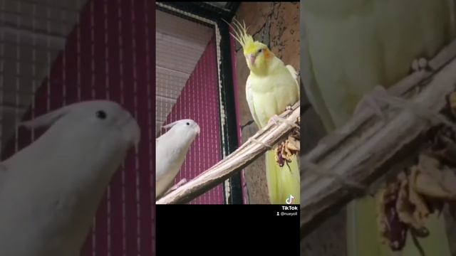 Мои Птички супер пупер милые и вкусные
