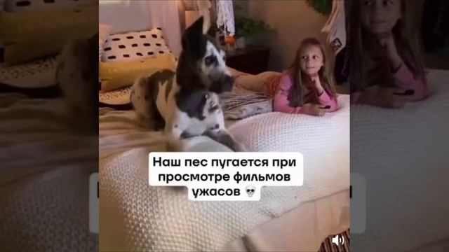 : Я не трус, но я боюсь