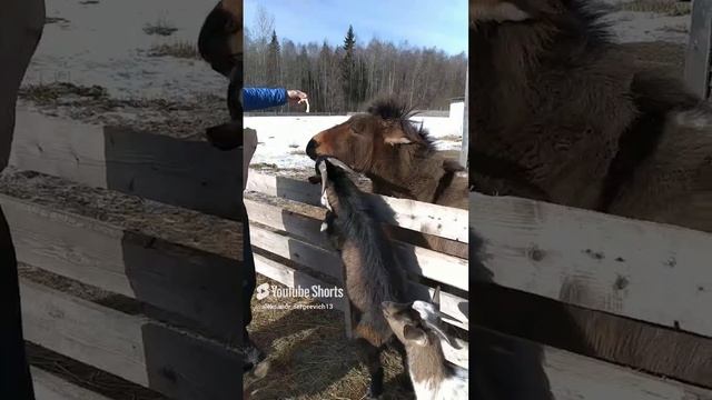 Зообатецкий парк живой природы