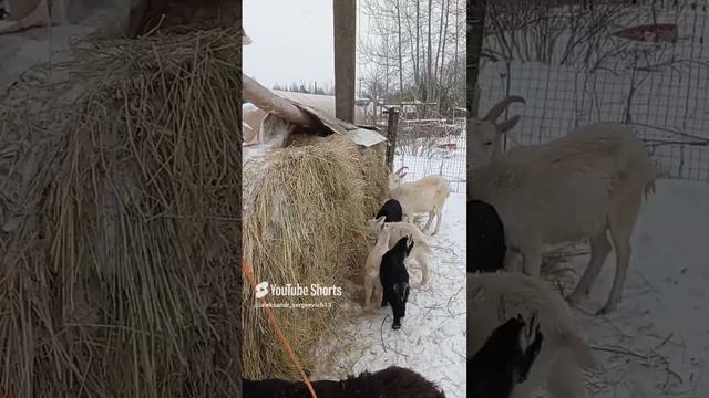 Пока все едят сено где-то кричит козлёнок