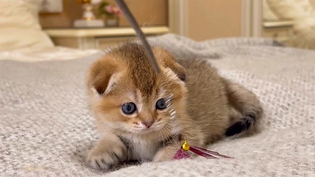 Вислоухий плюшевый котёнок https://t.me/Bel_Lmur