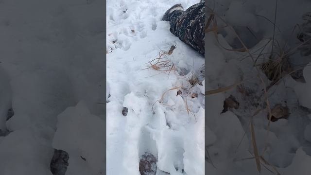 Максик на прогулке!