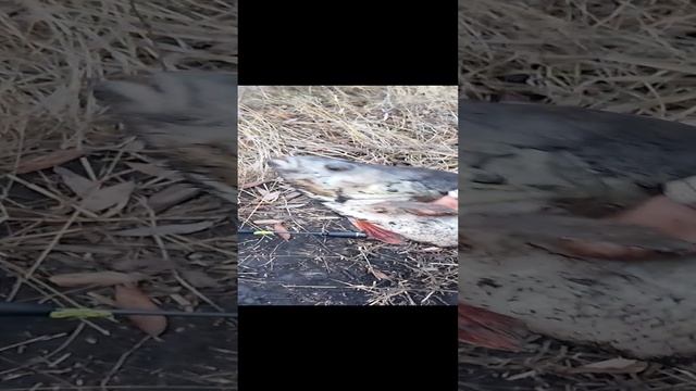Окунь огонь 🔥 для Белгородской области это хороший результат!!!