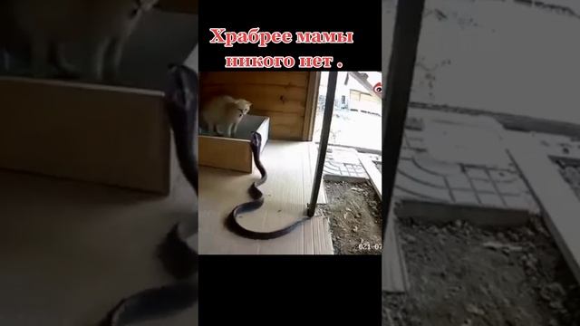 ХихиЧпок юмор