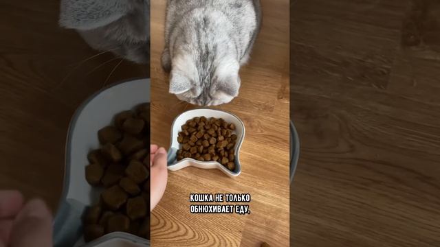 Почему кошка всегда нюхает еду, перед тем как ее съесть