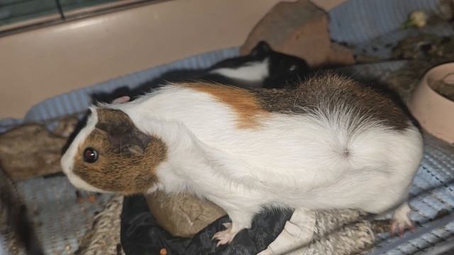 Новая морская свинка