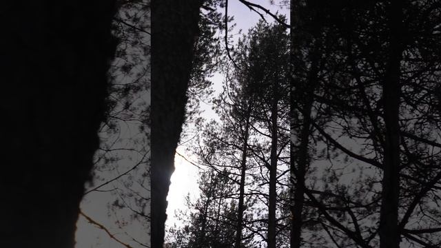 Коттеджей поселок "МОХ"
