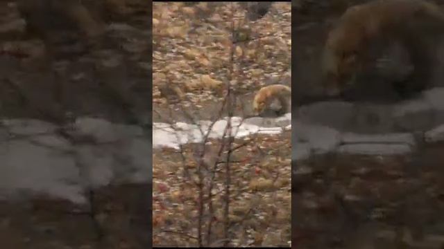 Лисица приходит за колбаской и хлебушком.