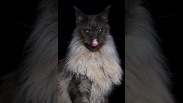 Монстро кот