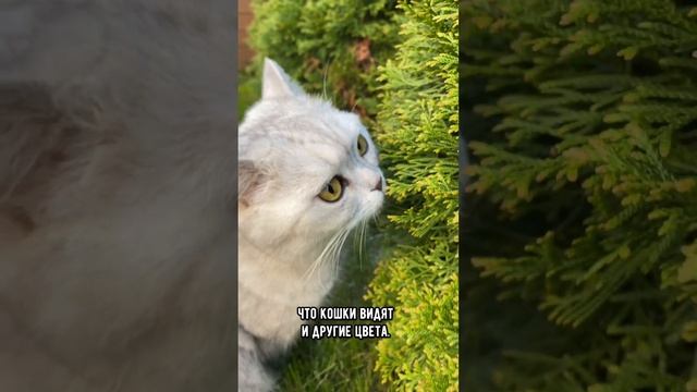 В каких цветах видят мир кошки