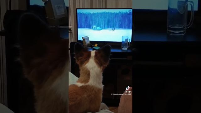 собаки тоже в теме🎣