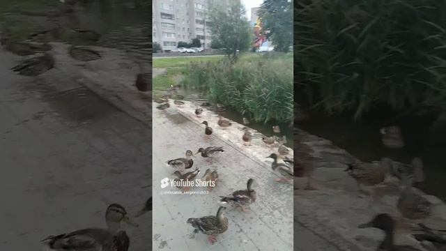 Новгородские утки кряквы