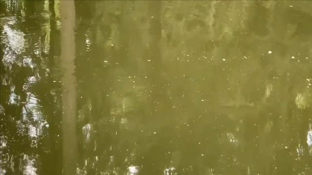 Свой пруд.Кормление форели в пруду.Жара.