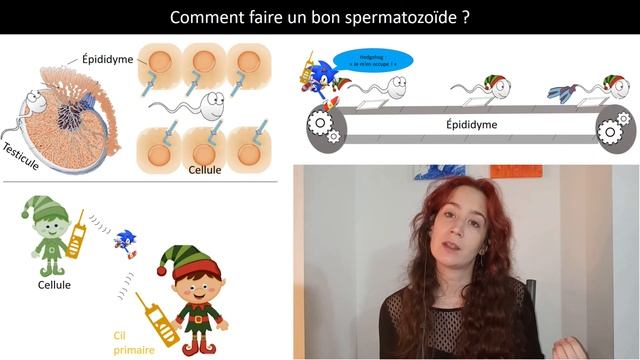 Comment faire un bon spermatozoïde? Laura Girardet, candidate au doctorat