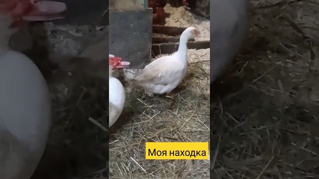 Делюсь находкой по подстилке в птичнике. #подворье #куры #утки #duck #сено