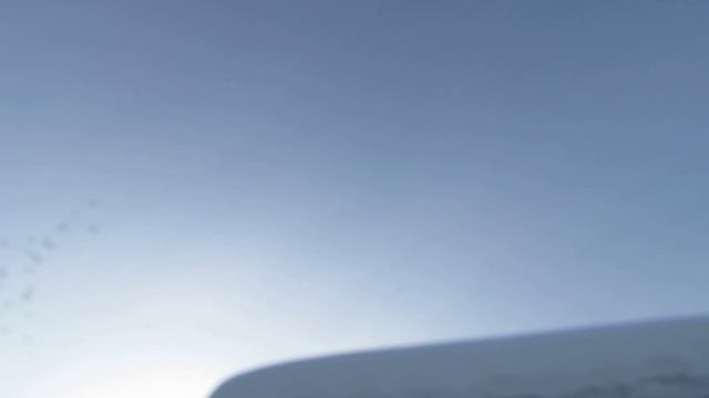 Лётные голуби 8