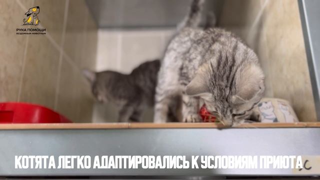 Знакомьтесь, Монте и Кристо! Поддержать⬇️