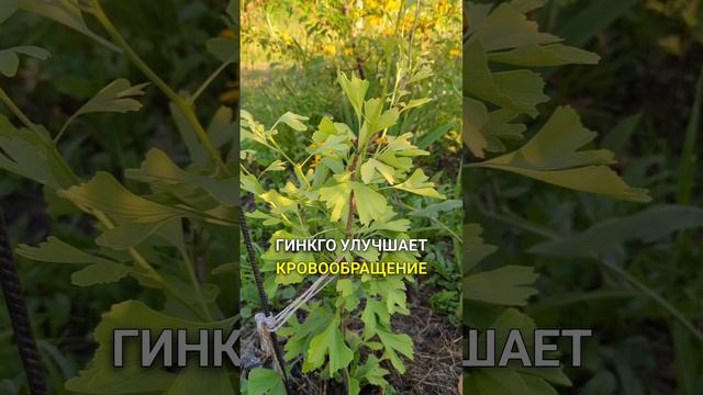 "Трава бессмертия" Древнего Китая